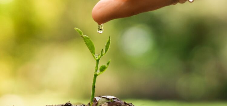 A hand gently nourishing a plant with water, symbolizing water conservation and the importance of water treatment in Houston, TX.