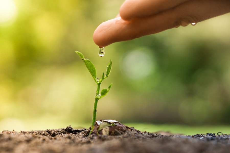 A hand dripping water on a plant, representing water conservation.